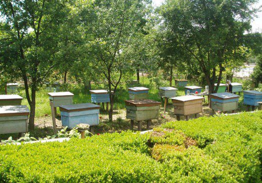 Eagle's Wings AgriBusiness - Bee Keeping